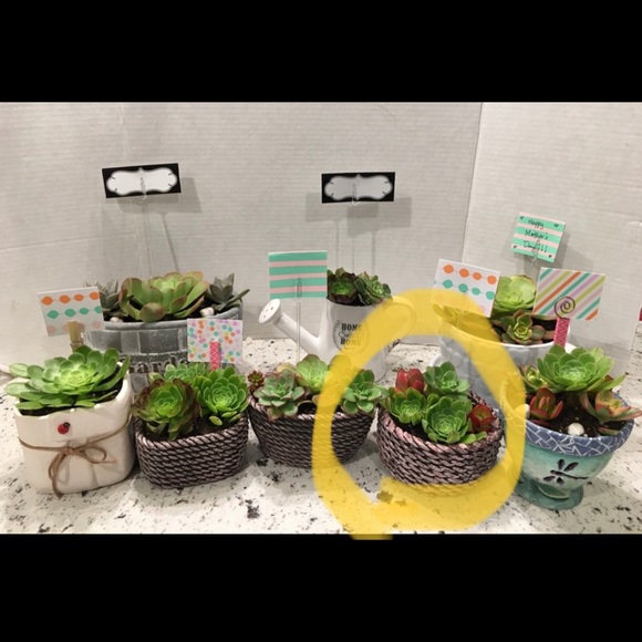 🌵🌵HANDMADE REAL SUCCULENT PLANTS🌵🌵 - Picture 5 of 5